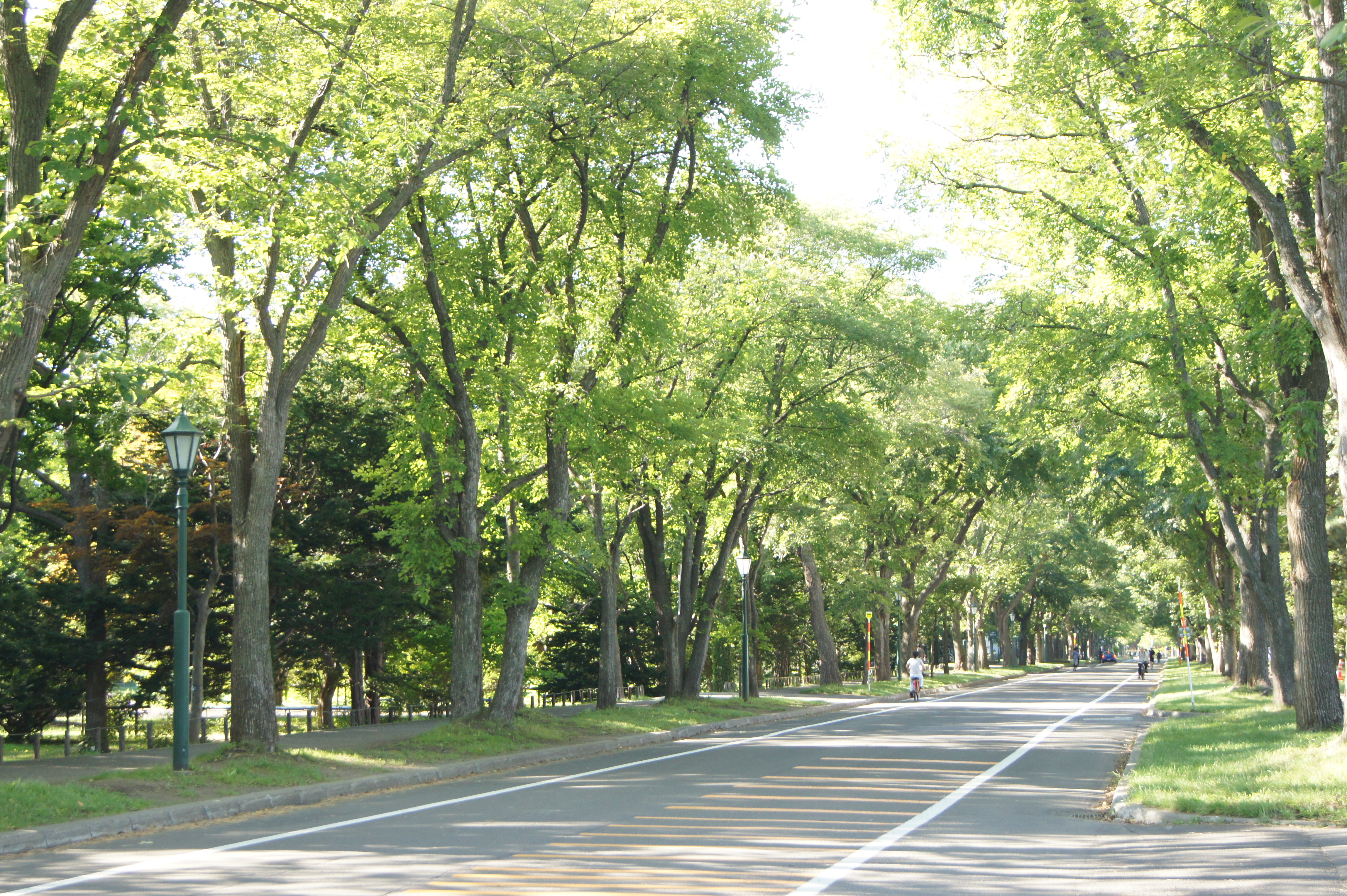 本学構内のマラソンコースを札幌市が補修　―東京五輪、費用は北大の施設整備費から　「市のクオリティと同じレベルで」