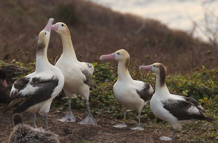 絶滅危惧種のアホウドリ、２種いると解明　尖閣諸島由来と伊豆諸島・鳥島由来　独自性を保つような保全を　—北大・江田准教授ら