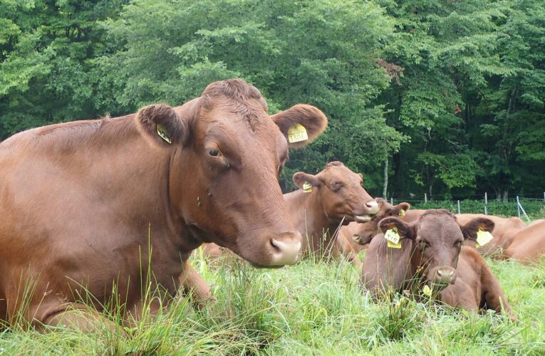 北大は肉用牛も育てている？「北大短角牛」販売　―「北大生にもっと知ってほしい」河合正人准教授（静内研究牧場）【#北大discover】