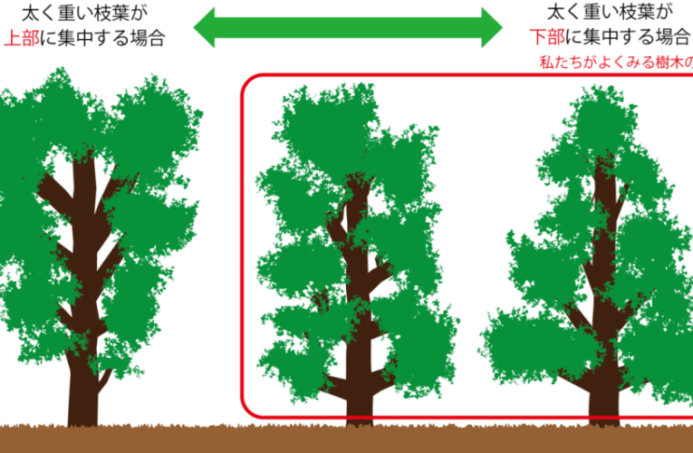 樹木が安定して生長する仕組みを解明　タワー建設などへの応用に期待　―工学院・工学研究院の研究グループ