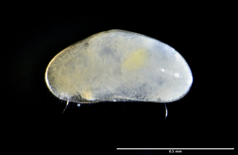 新種のカイミジンコを発見　高山帯に生息する種は国内初　―北大理学院などの研究グループ