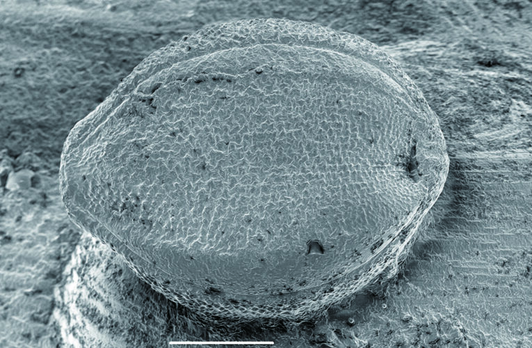 縄文時代の穀物利用を立証　―熊本大・北大などの研究グループ