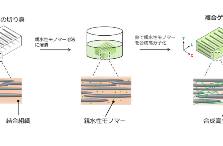 イカと高分子を複合し、強度の高いハイドロゲルを開発　―北大生命科学院などの研究グループ