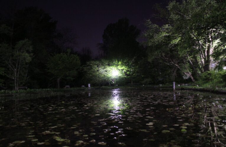 夜の北大12カ月ー5月編：鳥が飛来し巨木がたたずむキャンパス